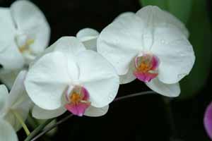 Singapore,Orchidee 016